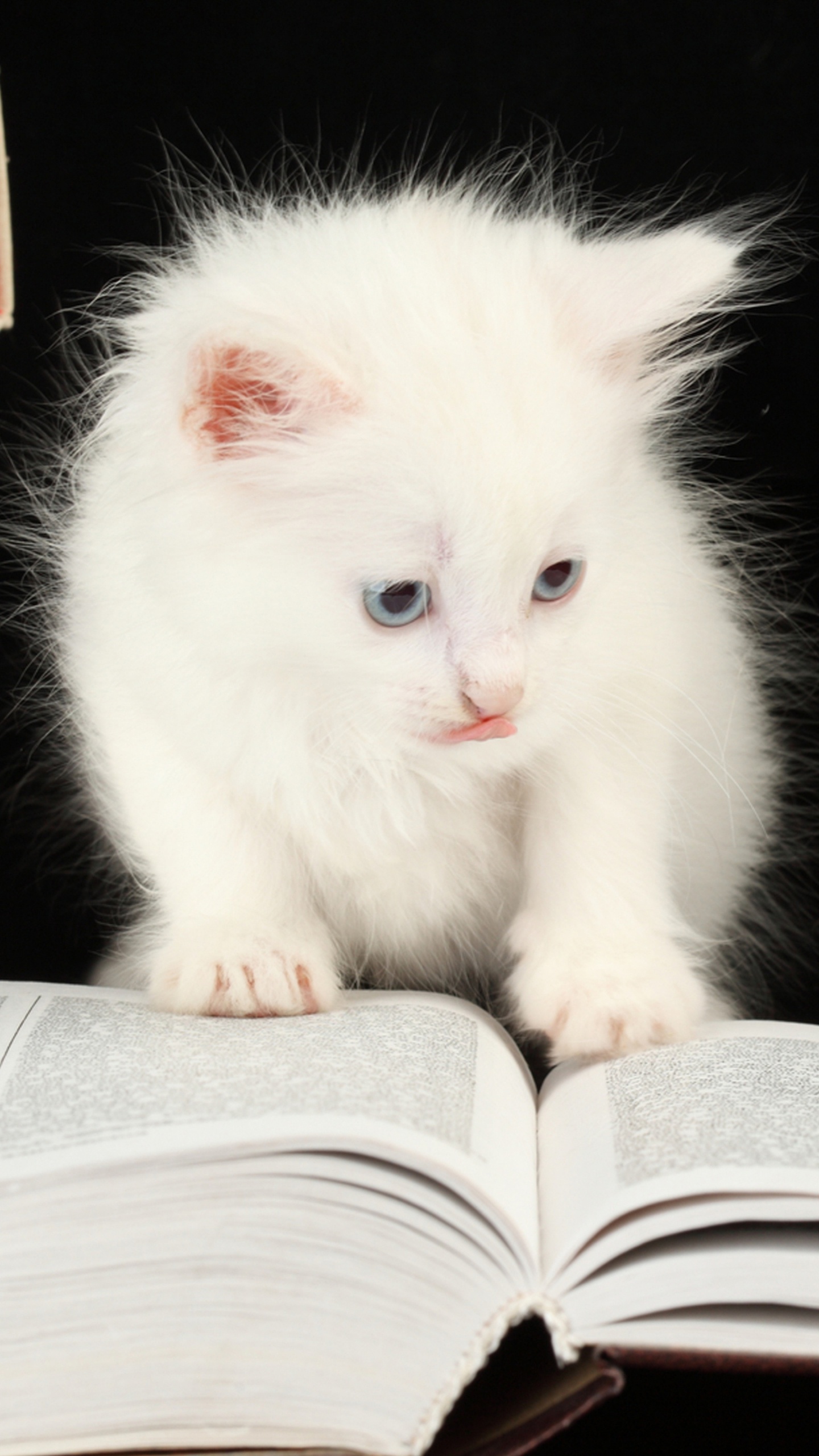 Cute Animals on Books, Kitten, Cat, Dog, Tabby Cat. Wallpaper in 1440x2560 Resolution