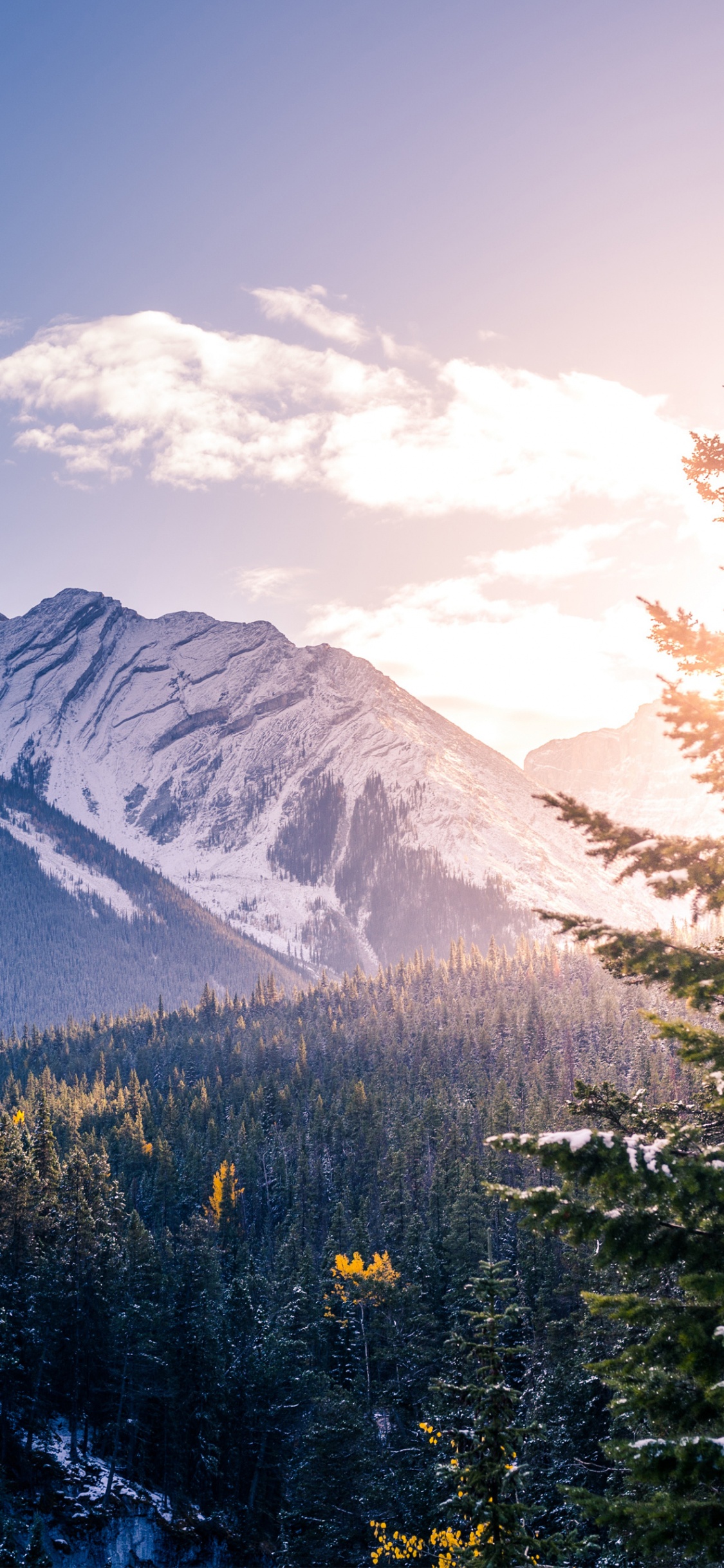 Green Pine Trees Near Mountain Under Blue Sky During Daytime. Wallpaper in 1125x2436 Resolution