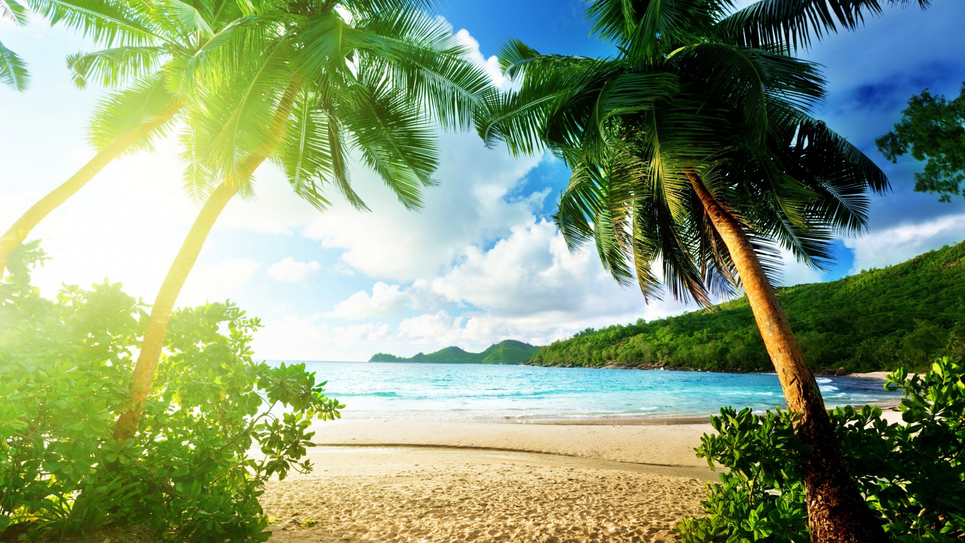 Green Palm Tree on Beach During Daytime. Wallpaper in 1920x1080 Resolution