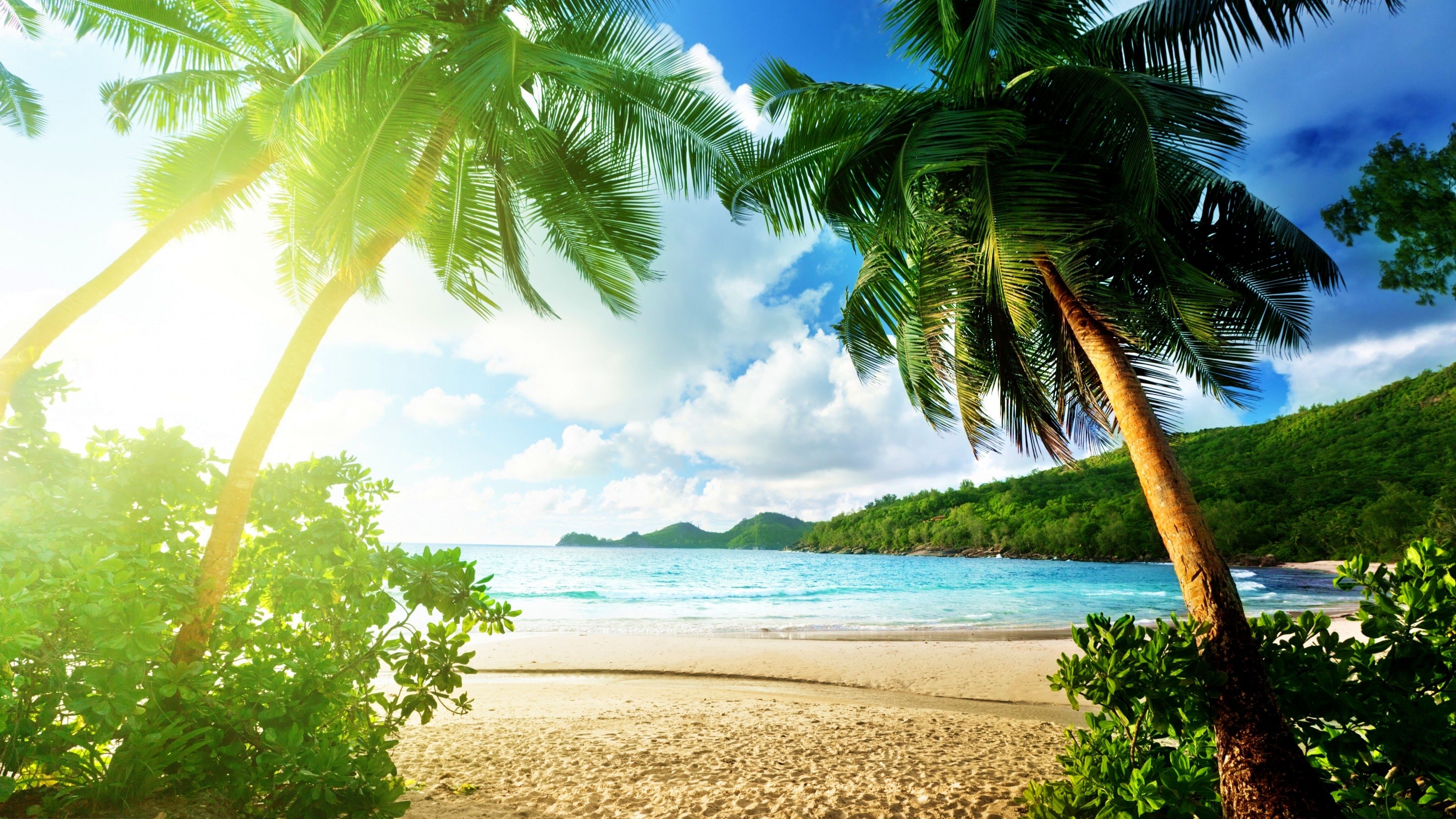 Green Palm Tree on Beach During Daytime. Wallpaper in 3840x2160 Resolution