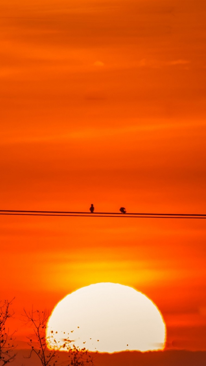Silhouette of Trees and Post Lamp During Sunset. Wallpaper in 720x1280 Resolution