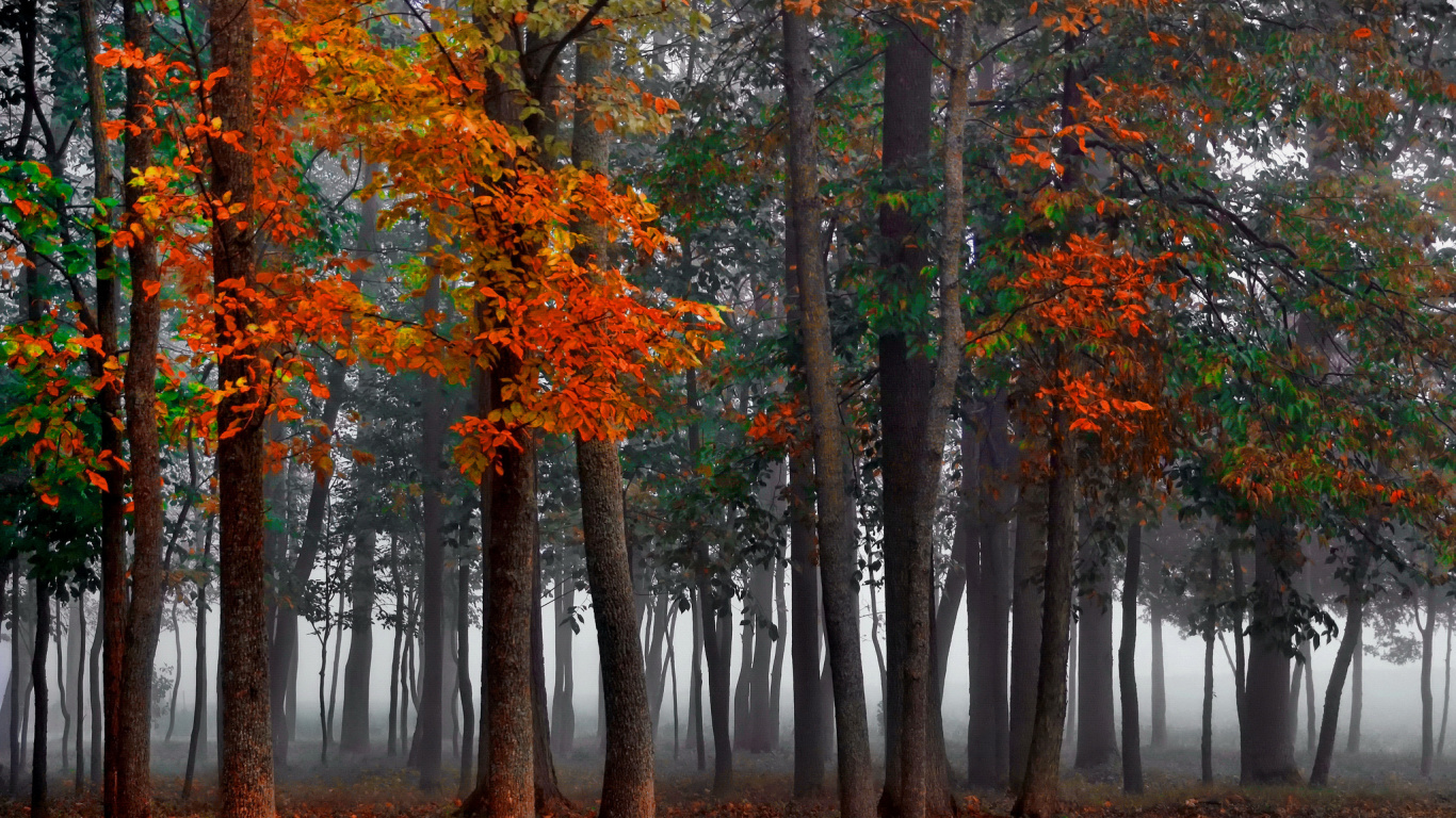 Árboles Marrones y Verdes en el Bosque Durante el Día. Wallpaper in 1366x768 Resolution