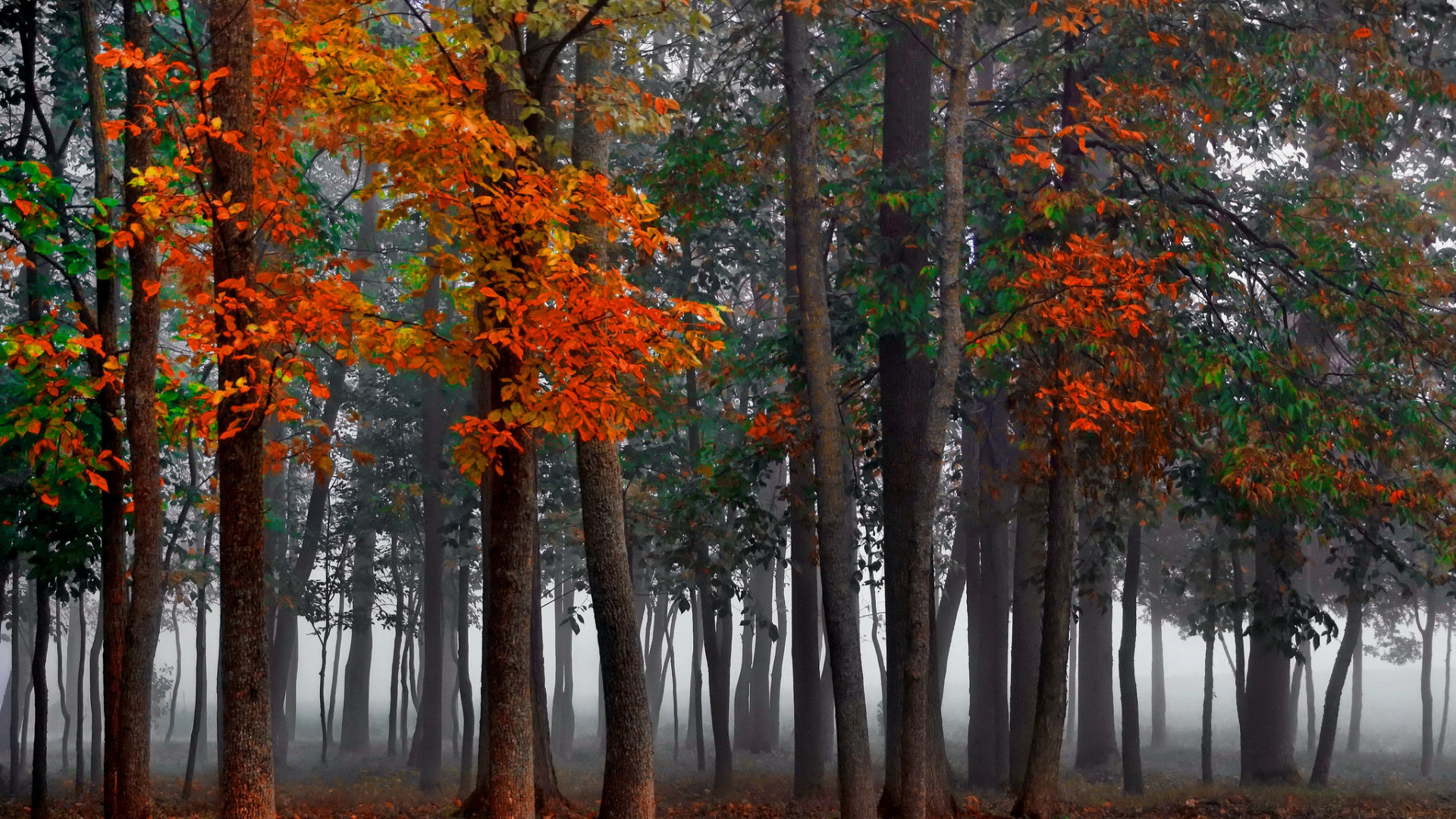 Brown and Green Trees on Forest During Daytime. Wallpaper in 1920x1080 Resolution