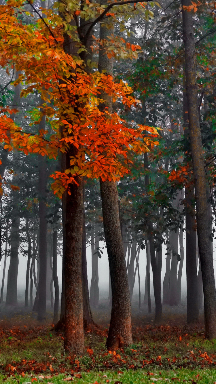 Brown and Green Trees on Forest During Daytime. Wallpaper in 750x1334 Resolution