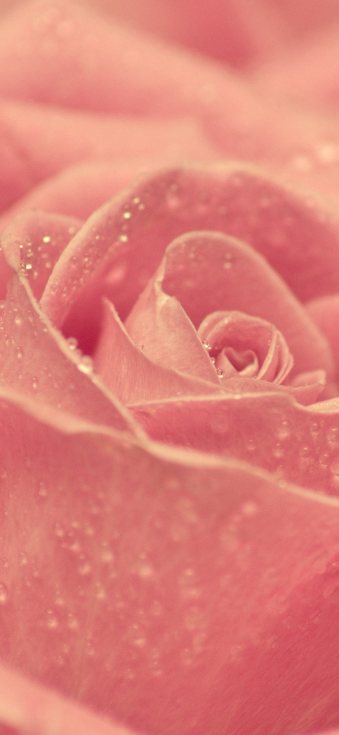 Rosa Rosa en Fotografía de Cerca. Wallpaper in 1125x2436 Resolution