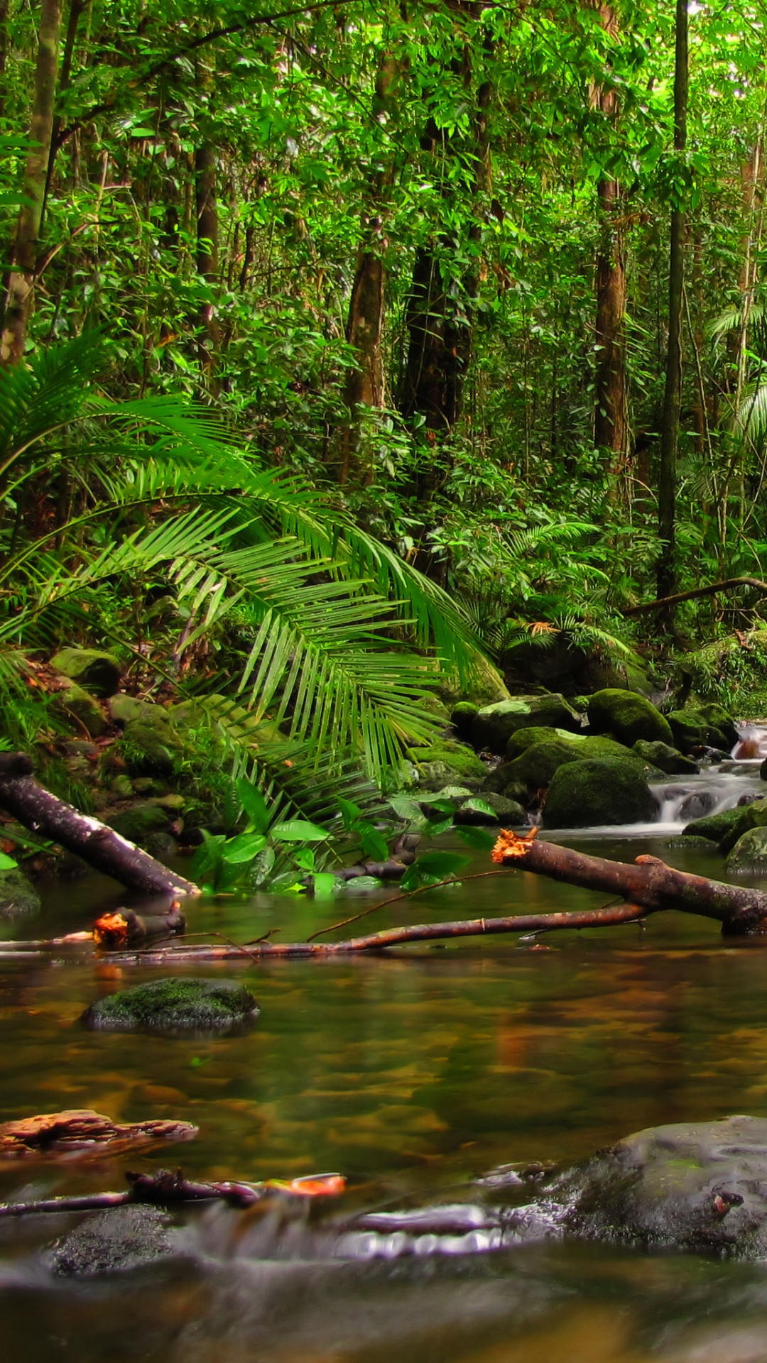 Green Trees Beside River During Daytime. Wallpaper in 1080x1920 Resolution