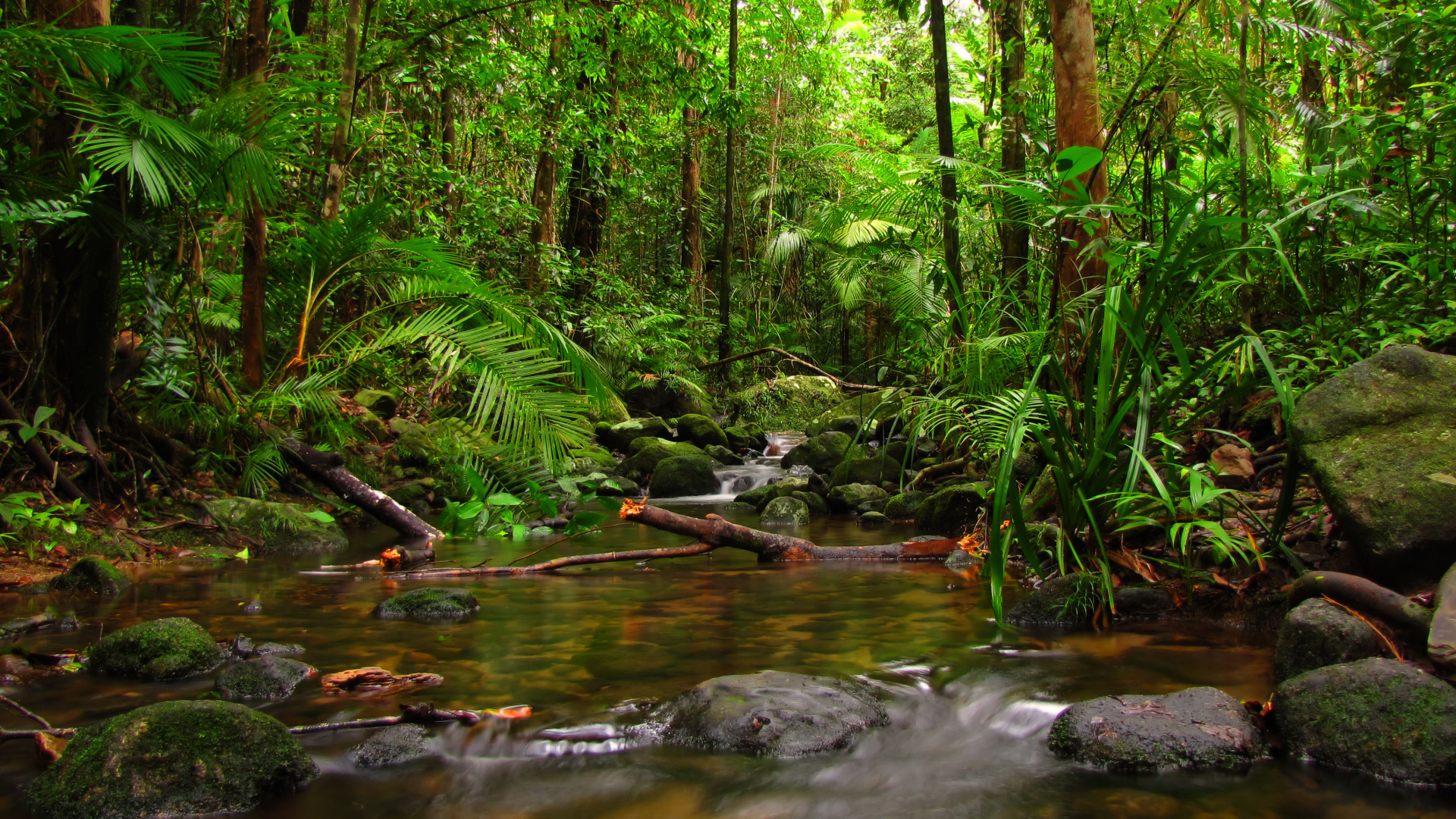 Green Trees Beside River During Daytime. Wallpaper in 1920x1080 Resolution
