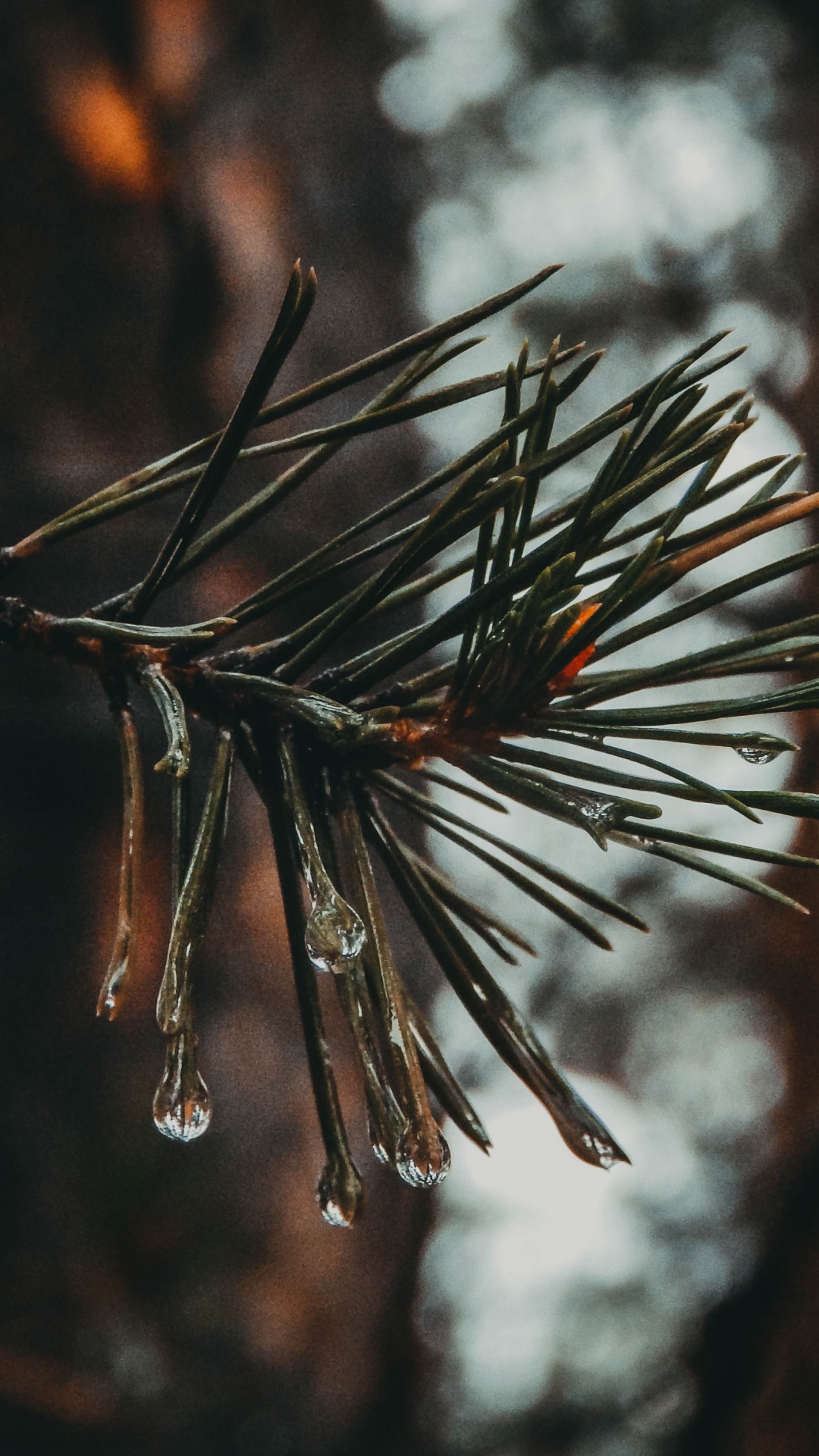 Tige de Plante Brune Dans L'objectif à Basculement. Wallpaper in 1080x1920 Resolution