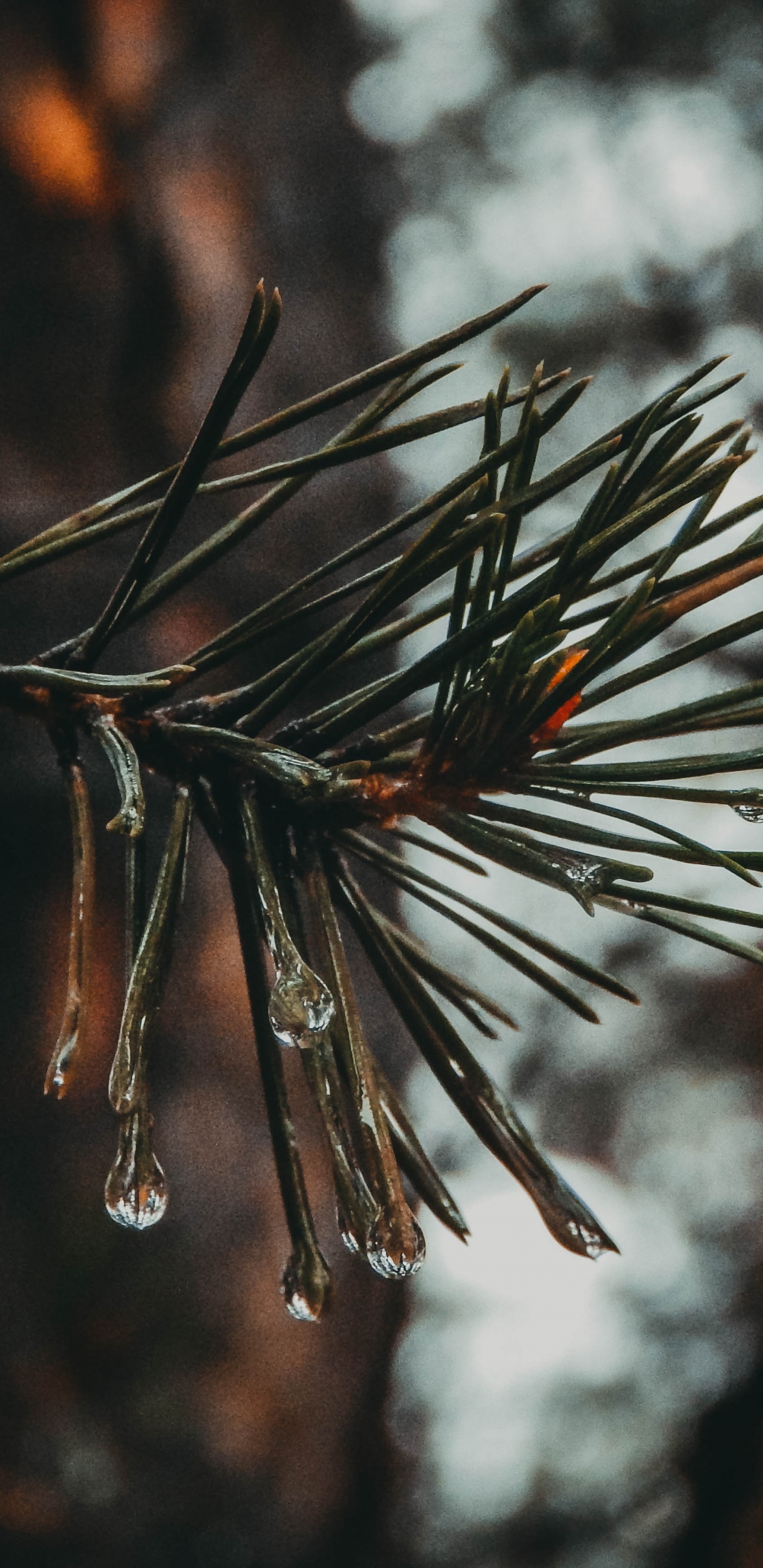 Tige de Plante Brune Dans L'objectif à Basculement. Wallpaper in 1440x2960 Resolution