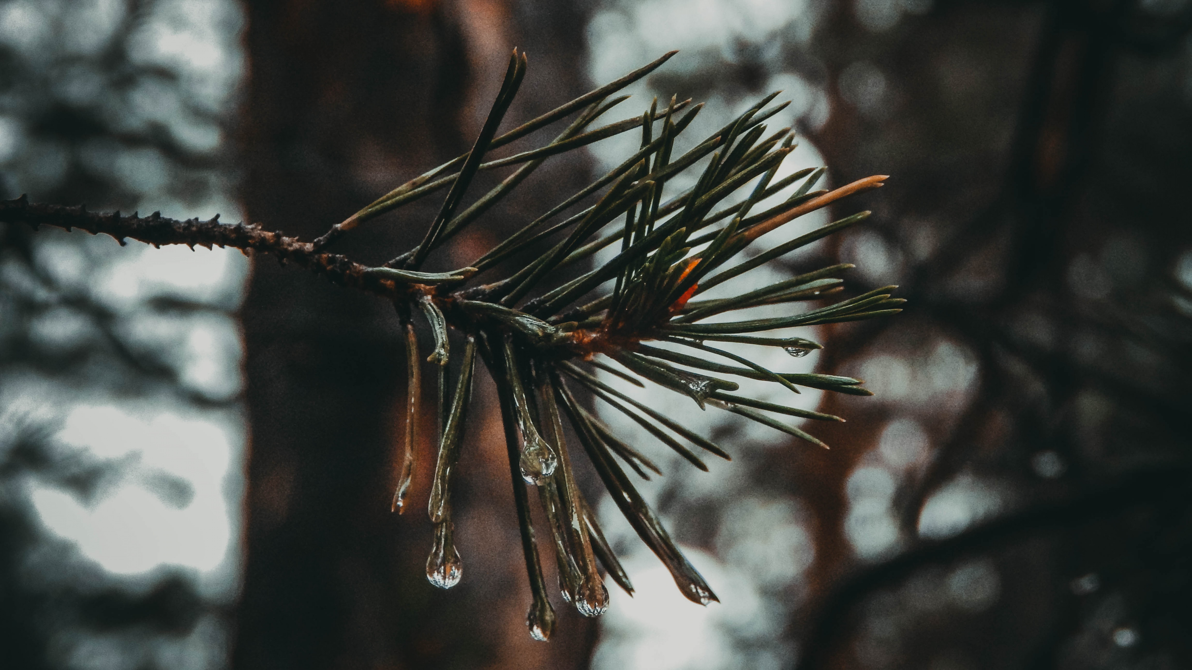 Tige de Plante Brune Dans L'objectif à Basculement. Wallpaper in 3840x2160 Resolution