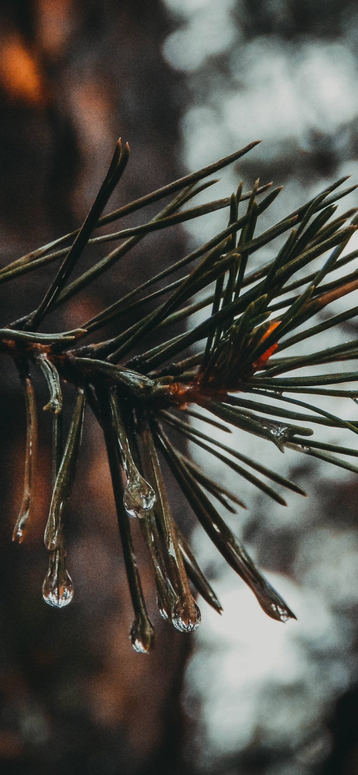 Brauner Pflanzenstamm in Tilt-Shift-Linse. Wallpaper in 1242x2688 Resolution