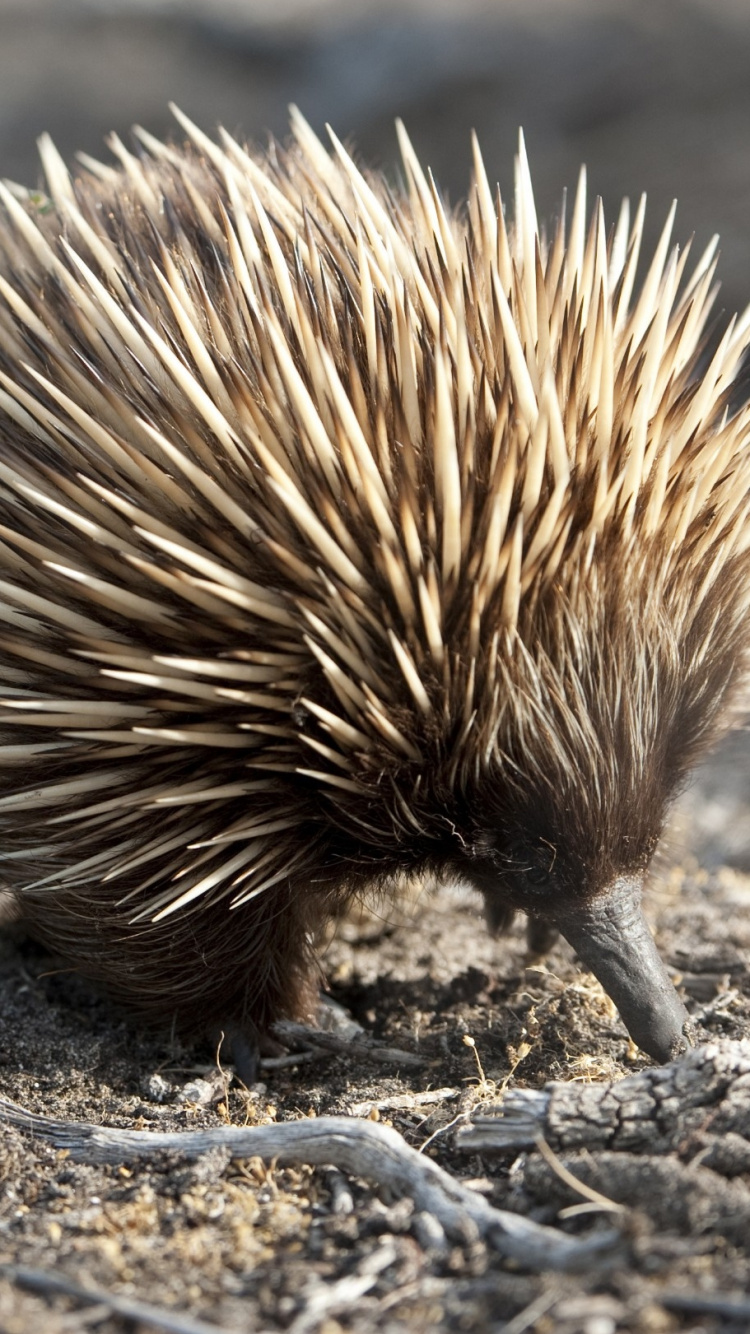 Brown and Black Round Fruit on Brown Soil. Wallpaper in 750x1334 Resolution