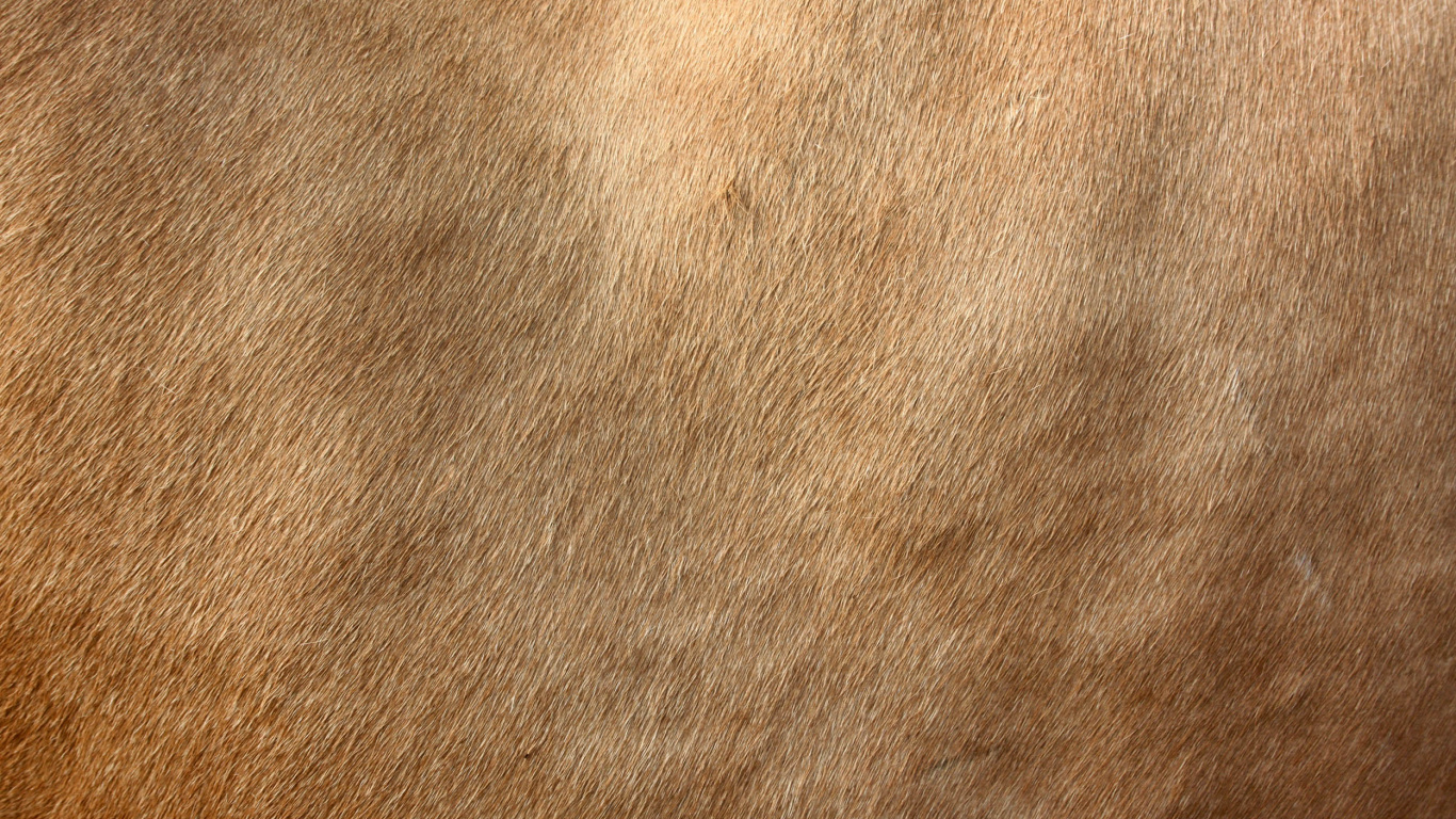 Brown Textile in Close up Image. Wallpaper in 1366x768 Resolution