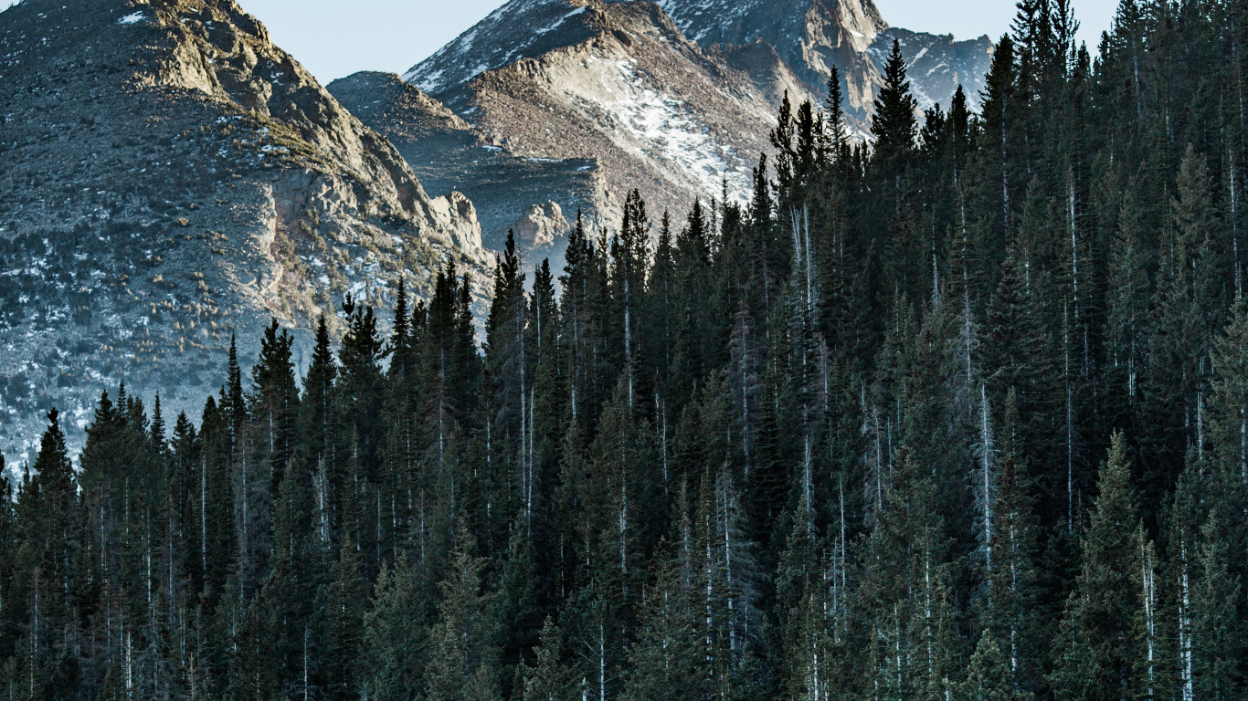 Baum, Naturlandschaft, Biome, Reflexion, Fichten-Tannen-Wälder. Wallpaper in 1366x768 Resolution