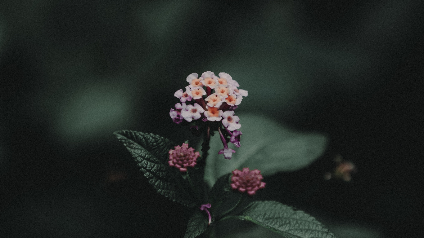 粉红色, 显花植物, 光, 工厂 壁纸 1366x768 允许