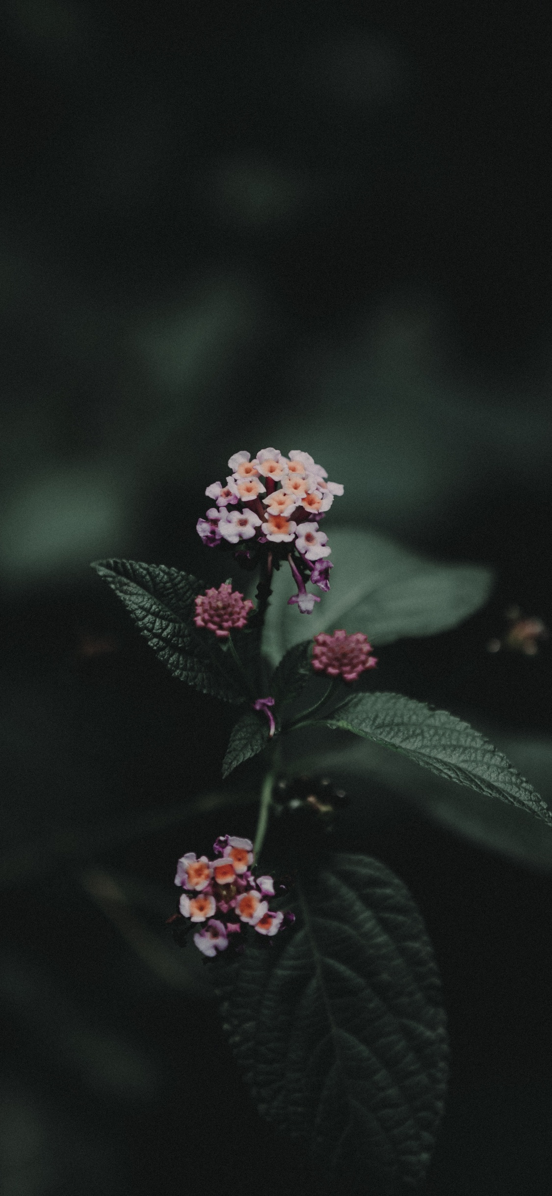 Fleur Rose Avec Des Feuilles Vertes. Wallpaper in 1125x2436 Resolution