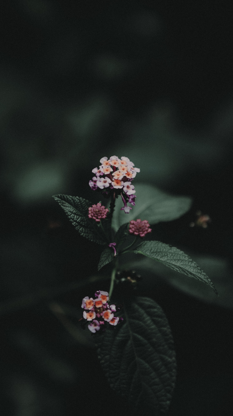 Fleur Rose Avec Des Feuilles Vertes. Wallpaper in 750x1334 Resolution