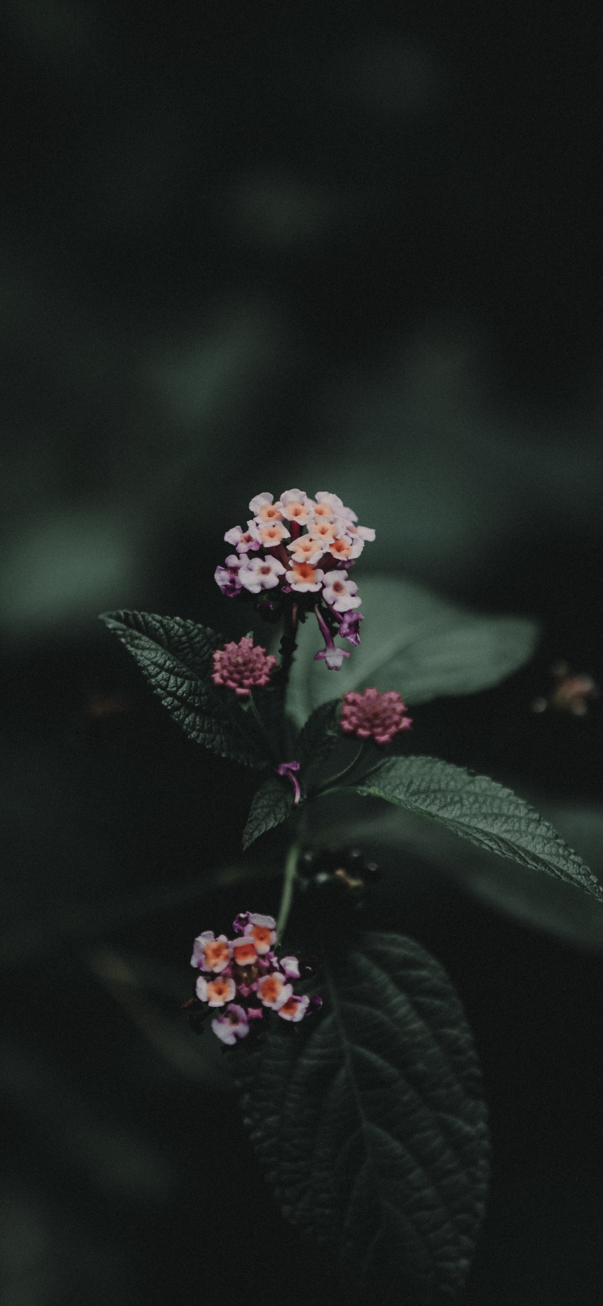 Pink Flower With Green Leaves. Wallpaper in 1242x2688 Resolution