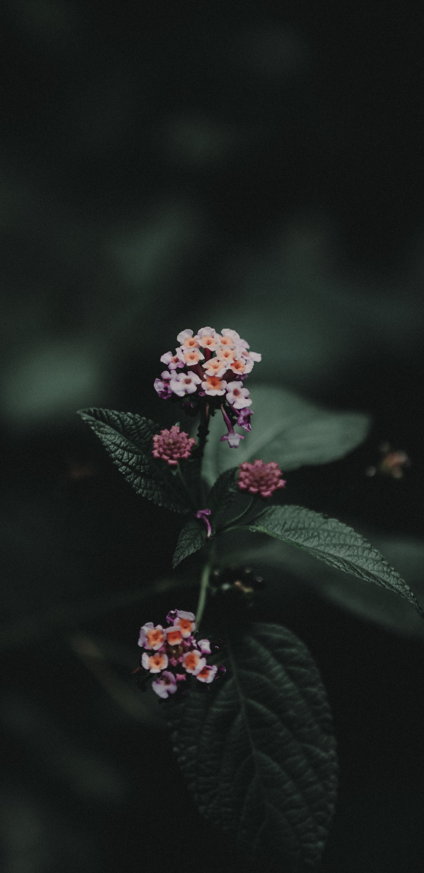 Pink Flower With Green Leaves. Wallpaper in 1440x2960 Resolution