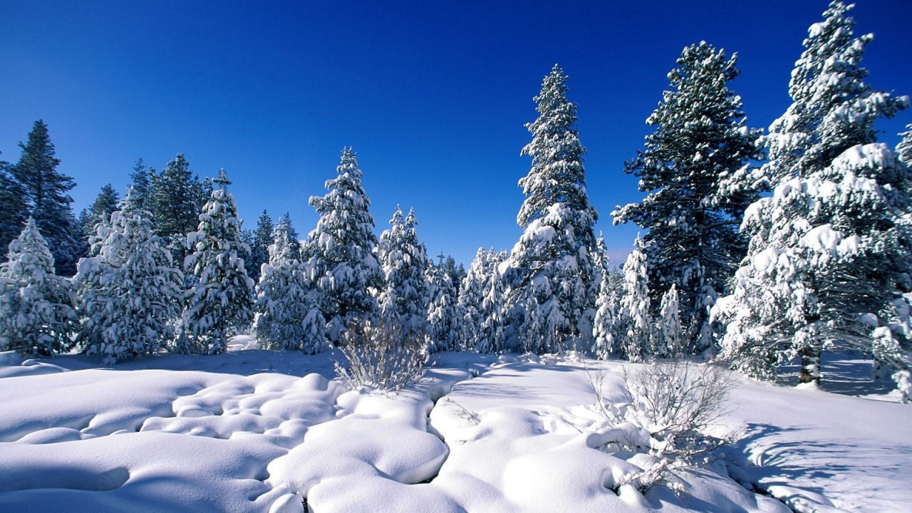 Arbres Couverts de Neige Sous Ciel Bleu Pendant la Journée. Wallpaper in 1280x720 Resolution