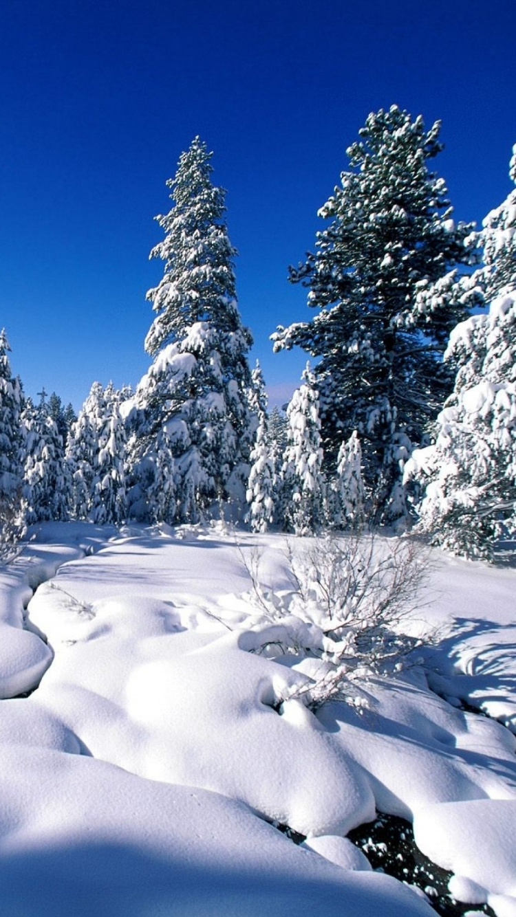 Árboles Cubiertos de Nieve Bajo un Cielo Azul Durante el Día. Wallpaper in 750x1334 Resolution