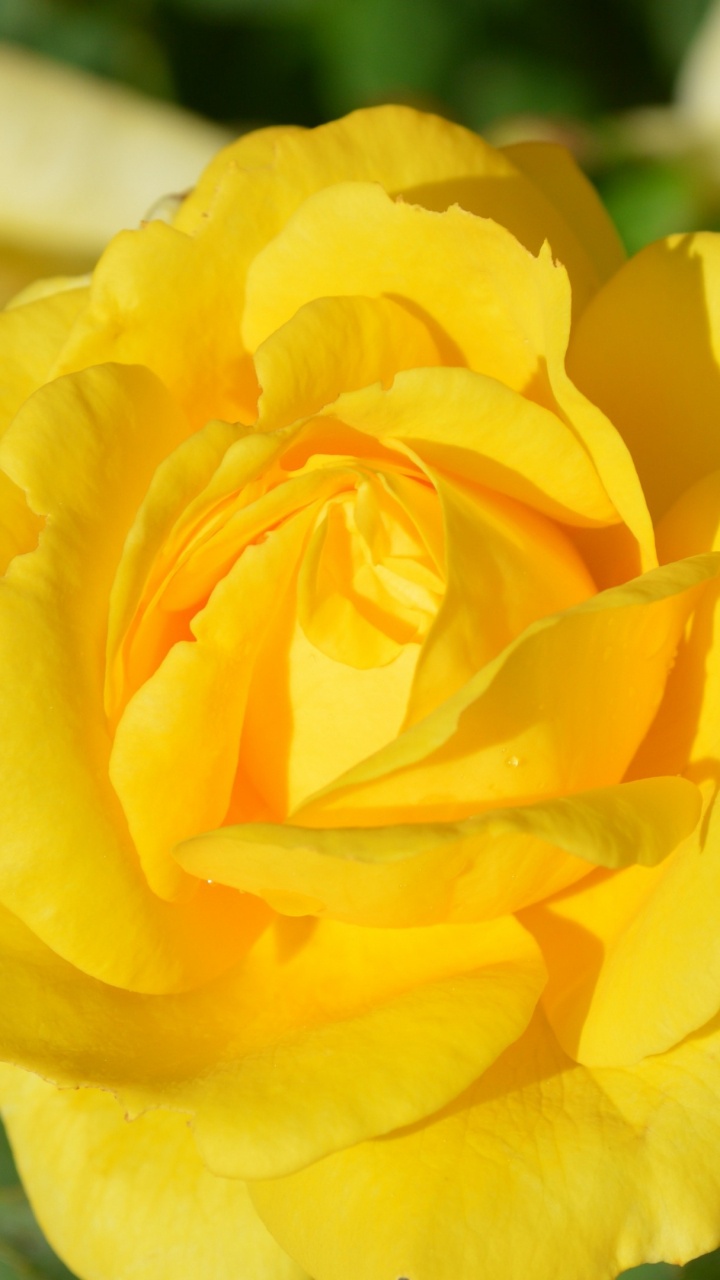 Yellow Rose in Bloom During Daytime. Wallpaper in 720x1280 Resolution