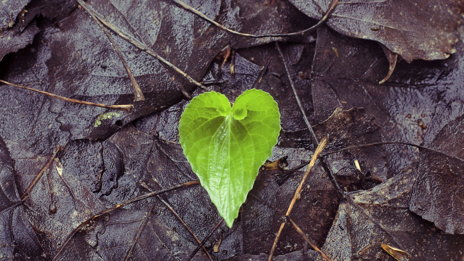 Leaf, Green, Flower, Plant, Heart. Wallpaper in 1920x1080 Resolution