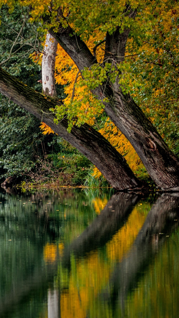 Tronc D'arbre Brun Sur Plan D'eau. Wallpaper in 750x1334 Resolution