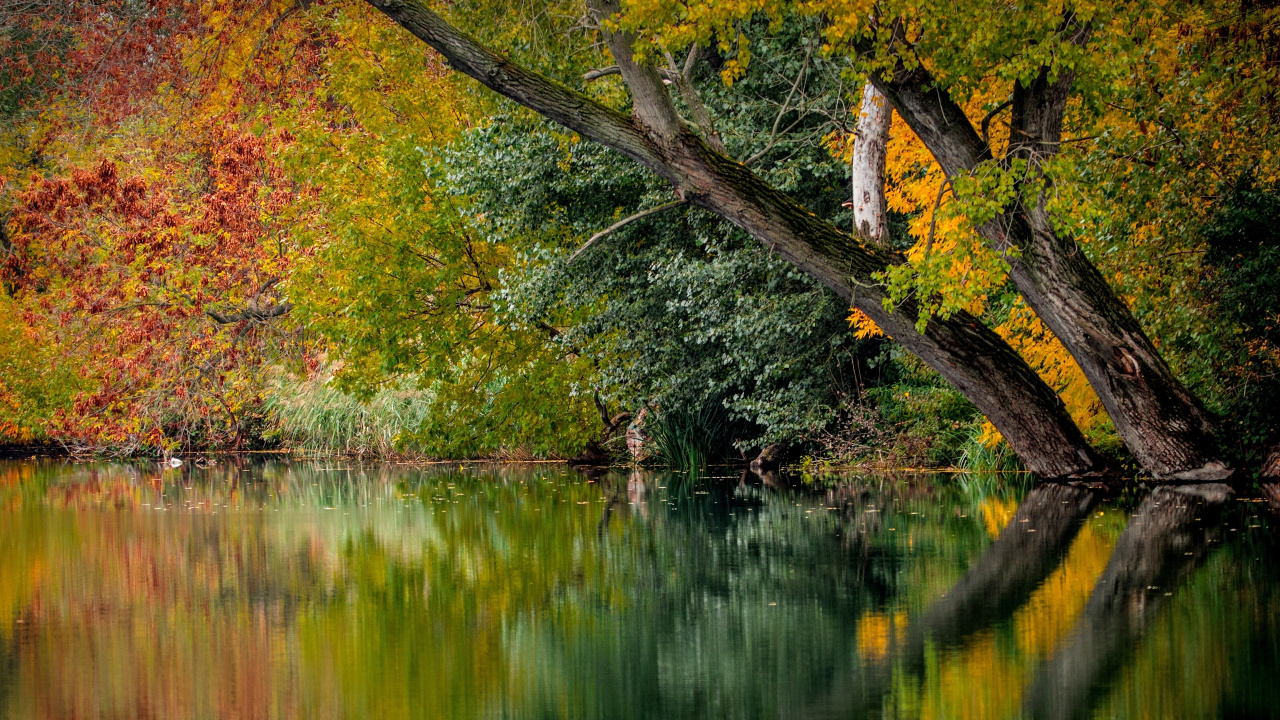 Brown Tree Trunk on Body of Water. Wallpaper in 1280x720 Resolution