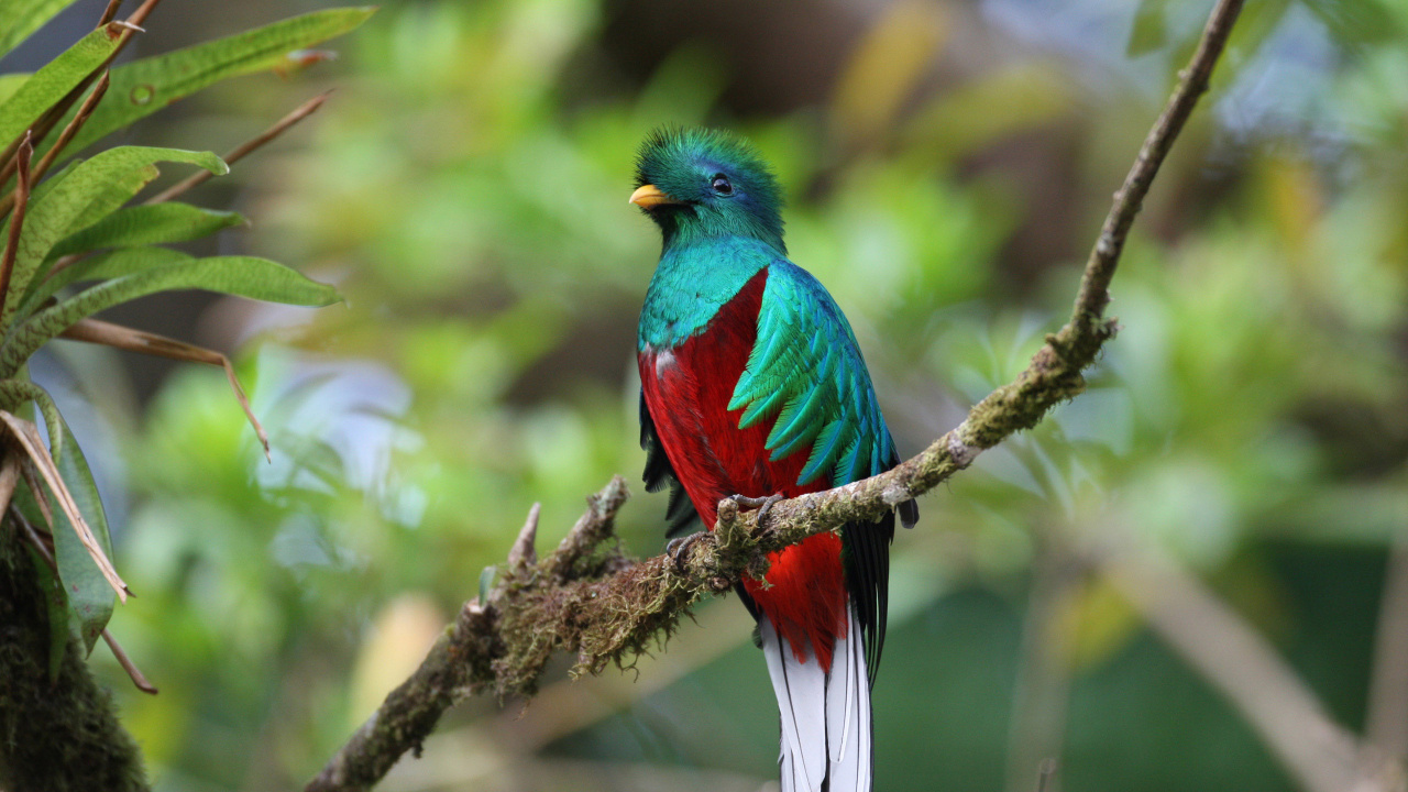Pájaro Azul, Verde y Rojo en la Rama de un Árbol Marrón Durante el Día. Wallpaper in 1280x720 Resolution