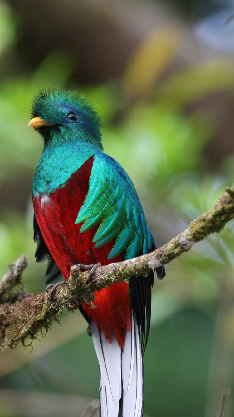 Pájaro Azul, Verde y Rojo en la Rama de un Árbol Marrón Durante el Día. Wallpaper in 750x1334 Resolution