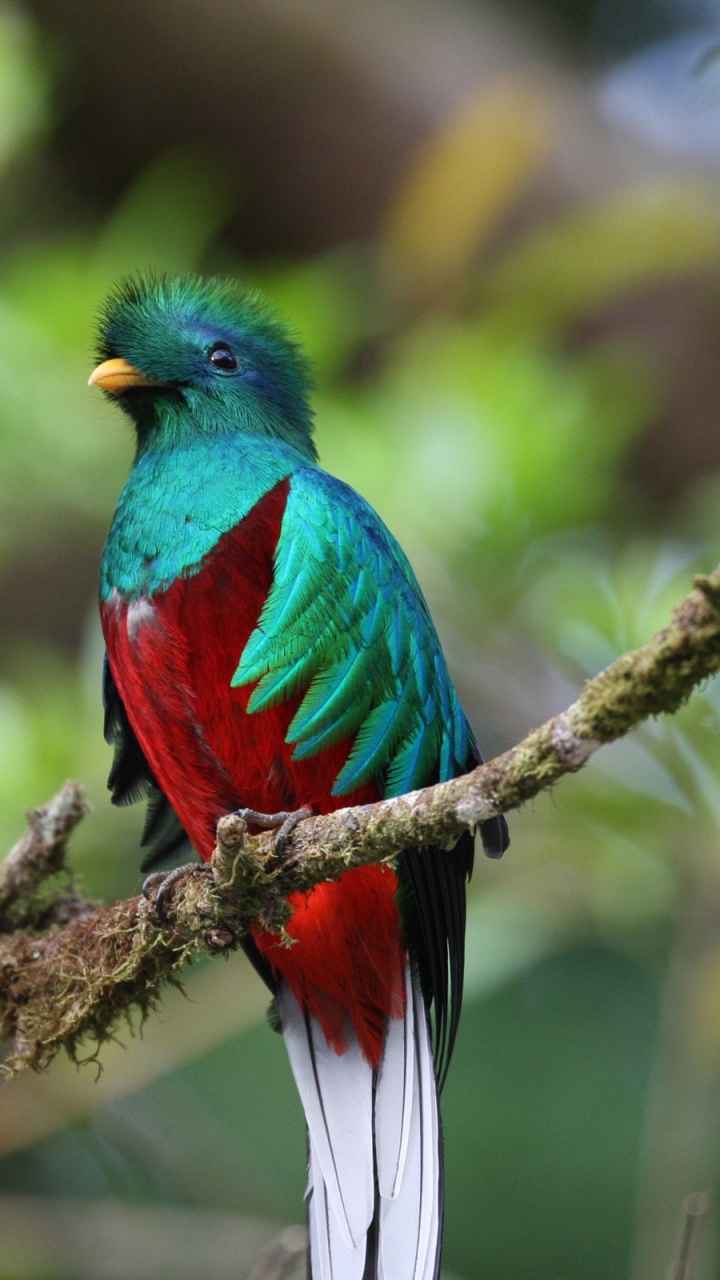 Oiseau Bleu Vert et Rouge Sur Une Branche D'arbre Brun Pendant la Journée. Wallpaper in 720x1280 Resolution