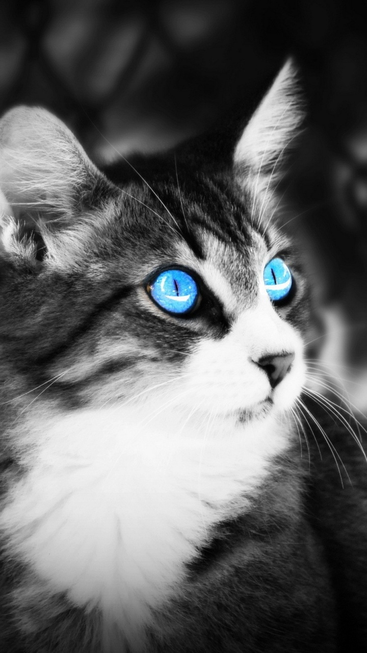 Foto de Escala de Grises de Gato. Wallpaper in 720x1280 Resolution