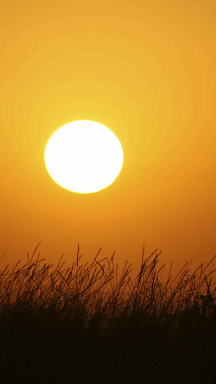 Silhouette D'herbe Pendant le Coucher du Soleil. Wallpaper in 750x1334 Resolution