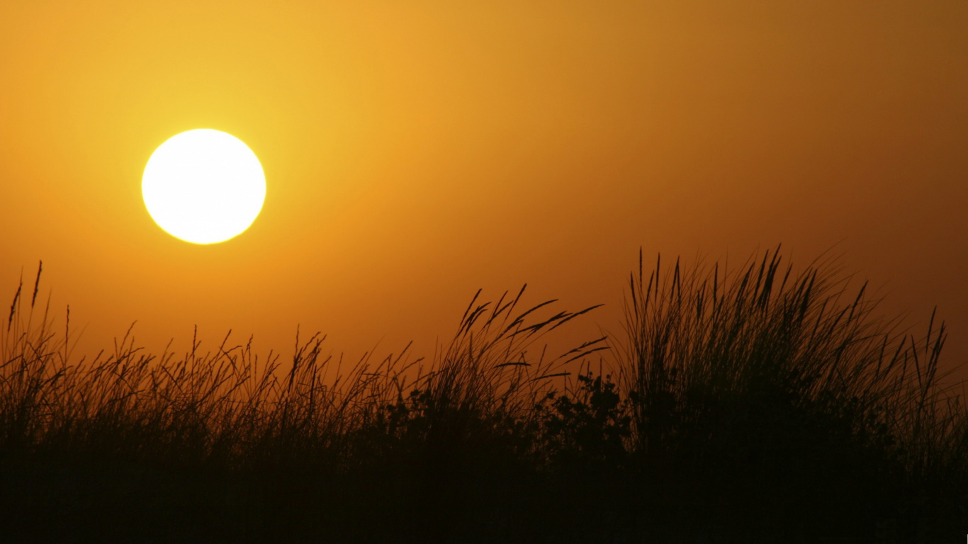 Silhouette Des Grases Bei Sonnenuntergang. Wallpaper in 1366x768 Resolution