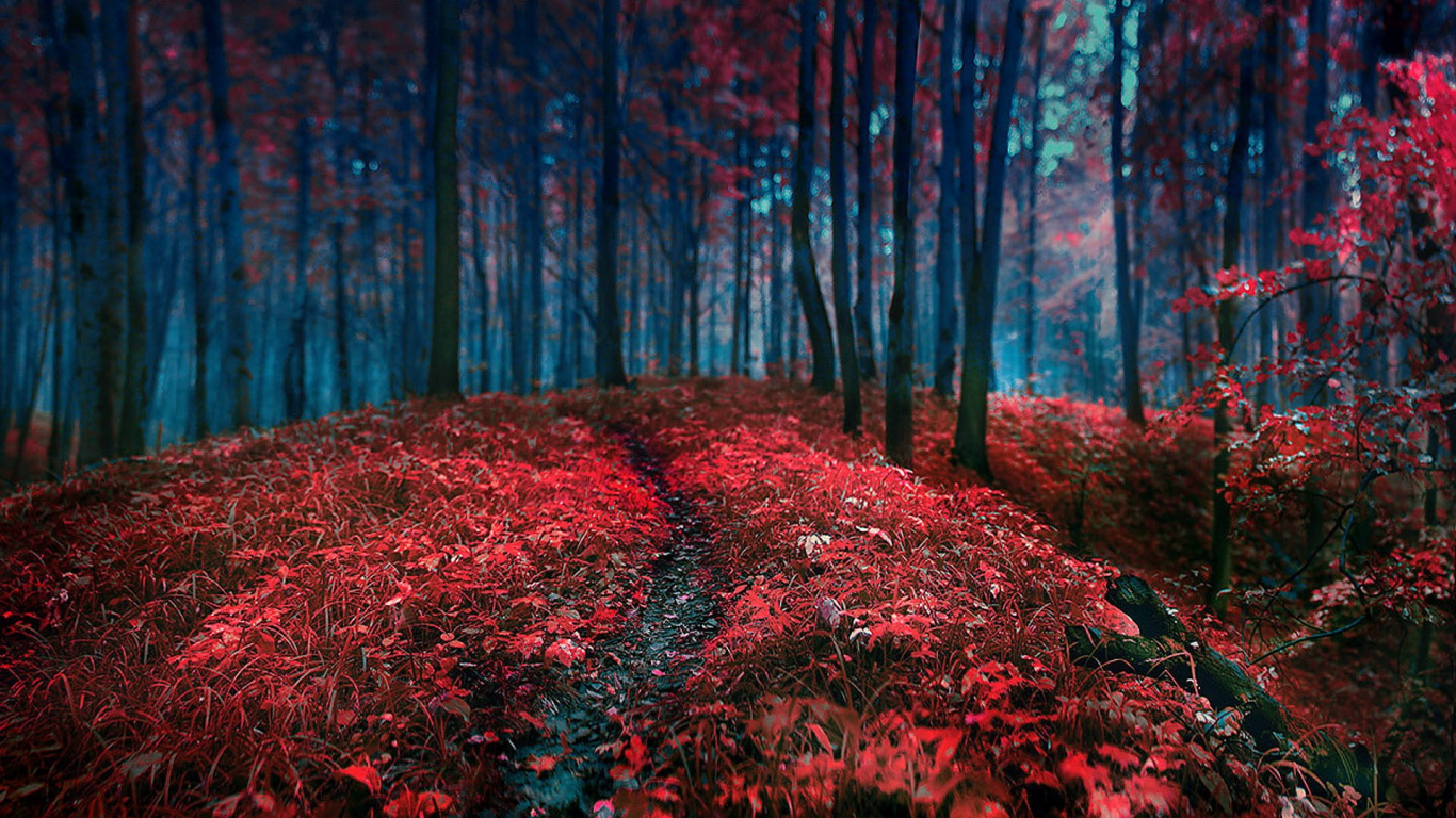 Tagsüber Rotes Und Grünes Gras im Wald. Wallpaper in 1366x768 Resolution