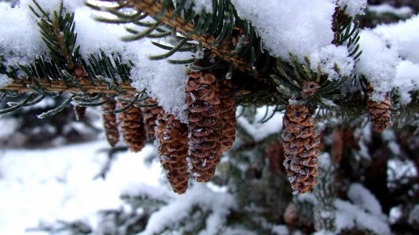 Planta Marrón Cubierta de Nieve. Wallpaper in 1366x768 Resolution