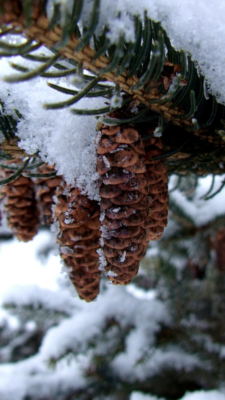 Plante Brune Couverte de Neige. Wallpaper in 750x1334 Resolution