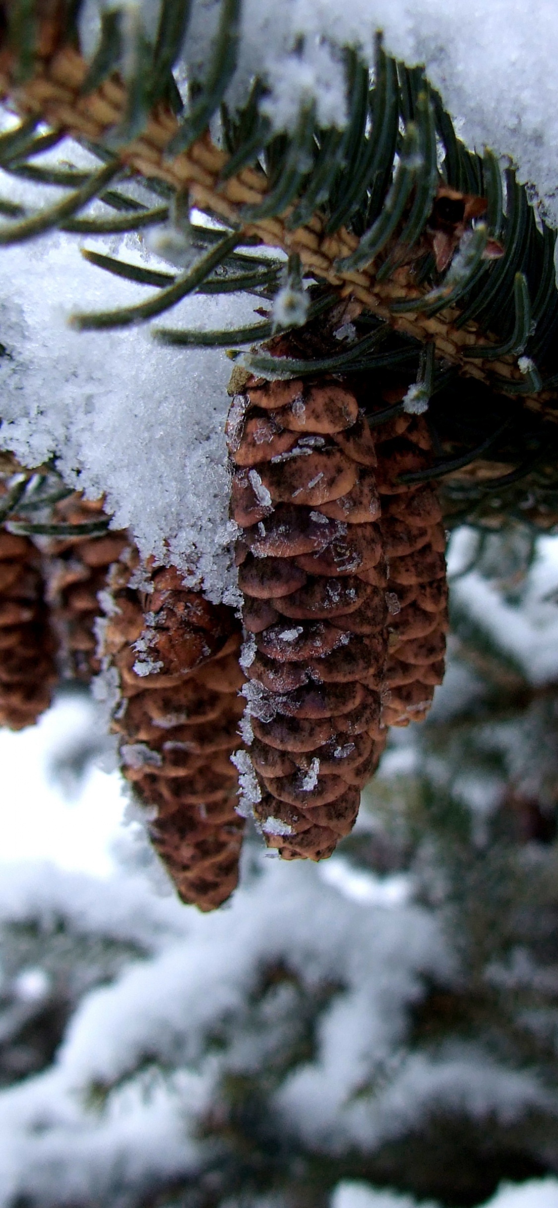 Brown Plant Covered With Snow. Wallpaper in 1125x2436 Resolution