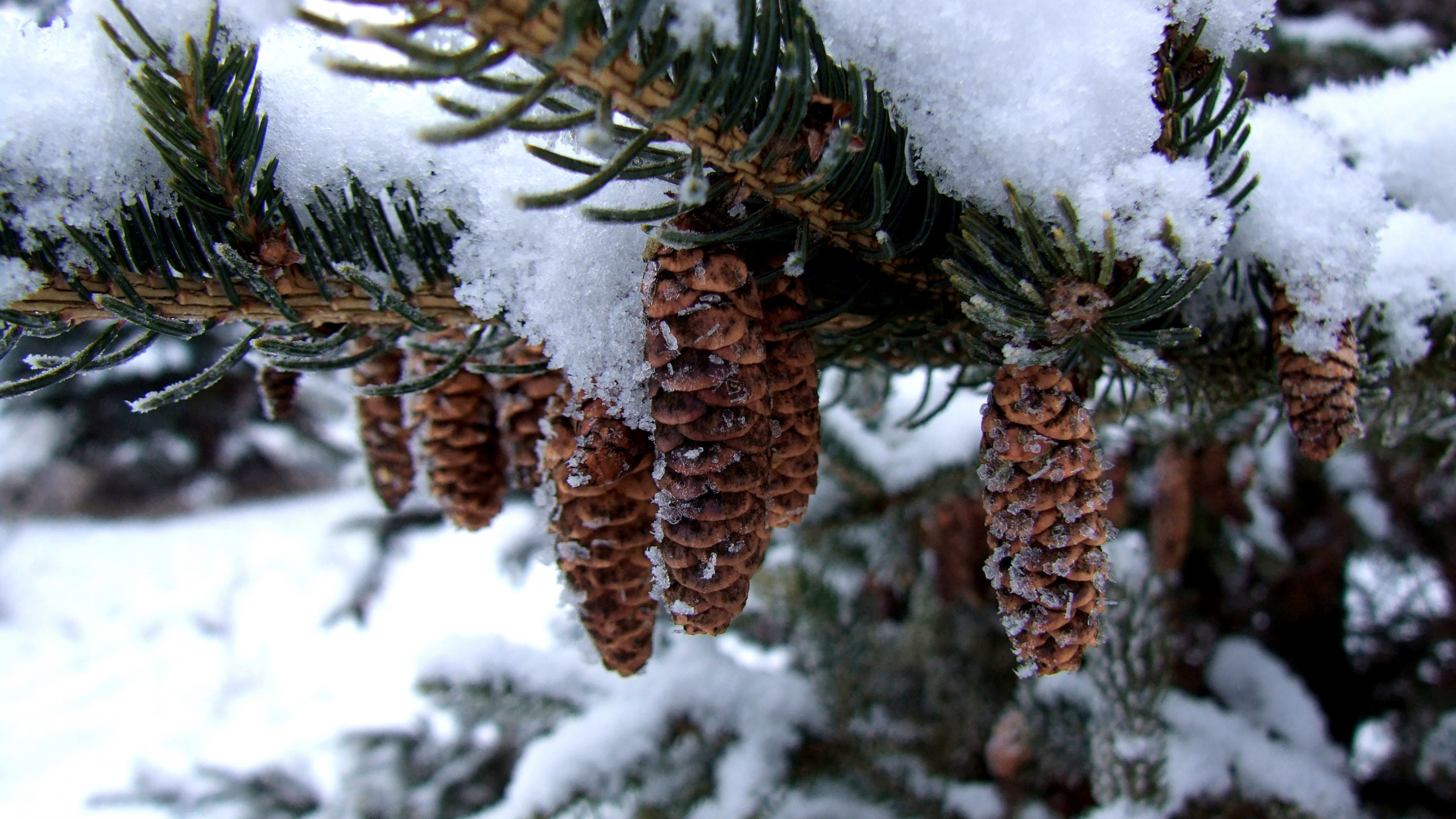 Brown Plant Covered With Snow. Wallpaper in 2560x1440 Resolution