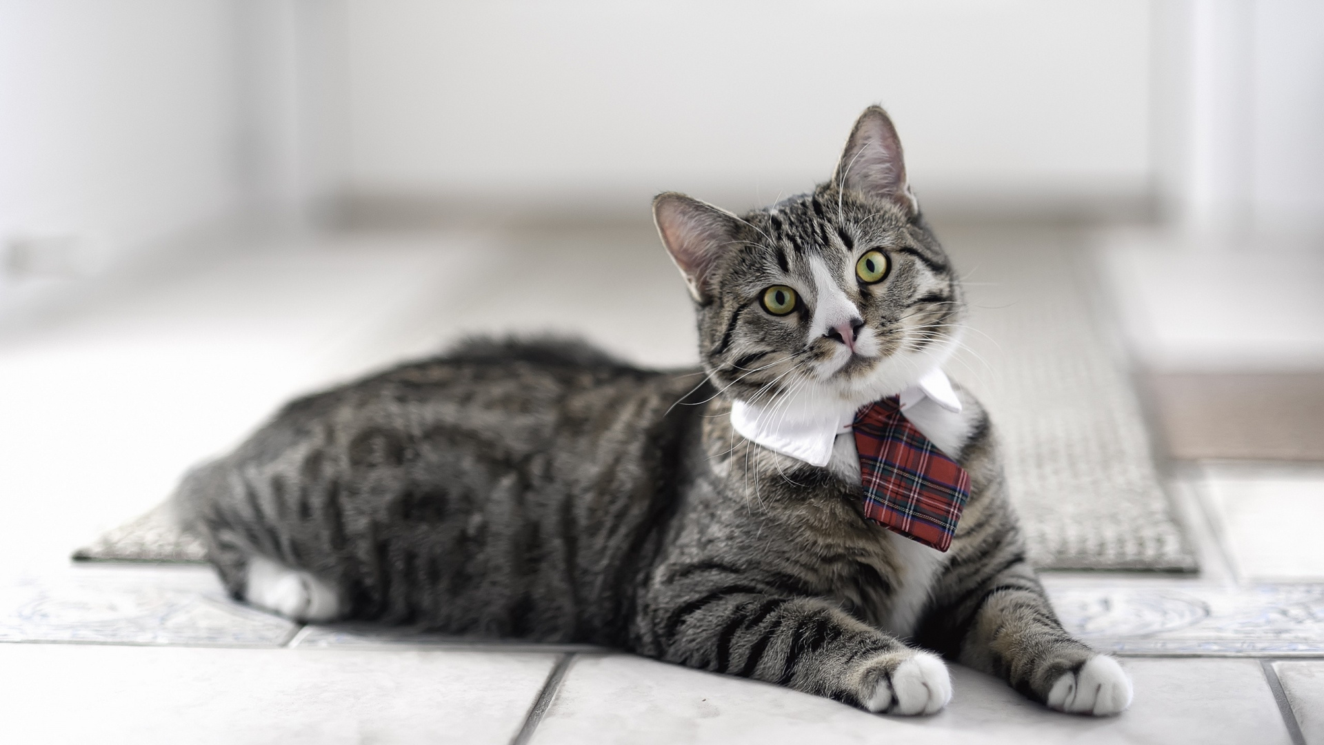 Brown Tabby Cat With Red and White Checked Bowtie. Wallpaper in 1920x1080 Resolution