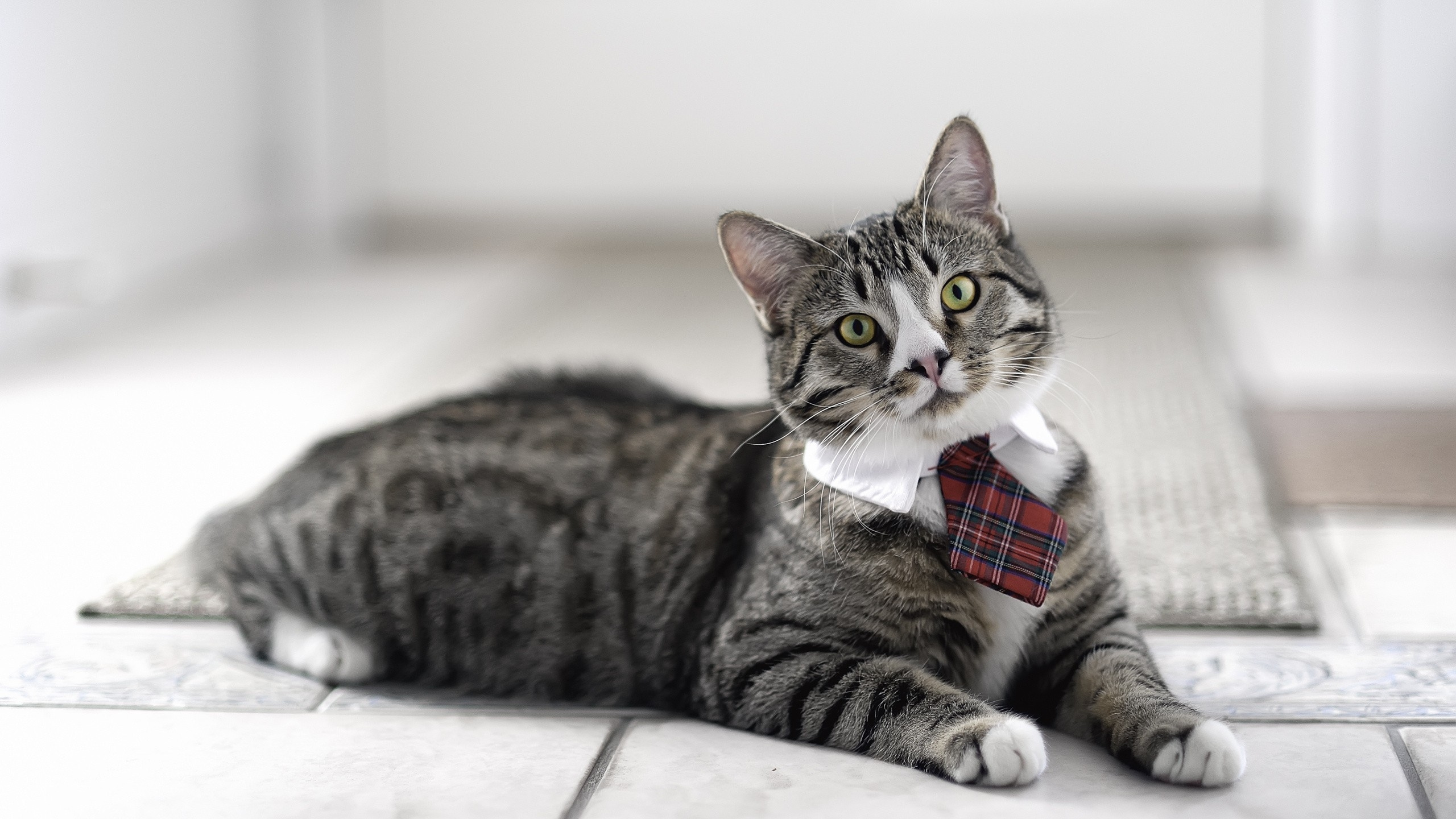 Brown Tabby Cat With Red and White Checked Bowtie. Wallpaper in 2560x1440 Resolution