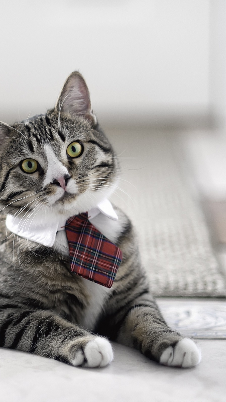 Brown Tabby Cat With Red and White Checked Bowtie. Wallpaper in 750x1334 Resolution