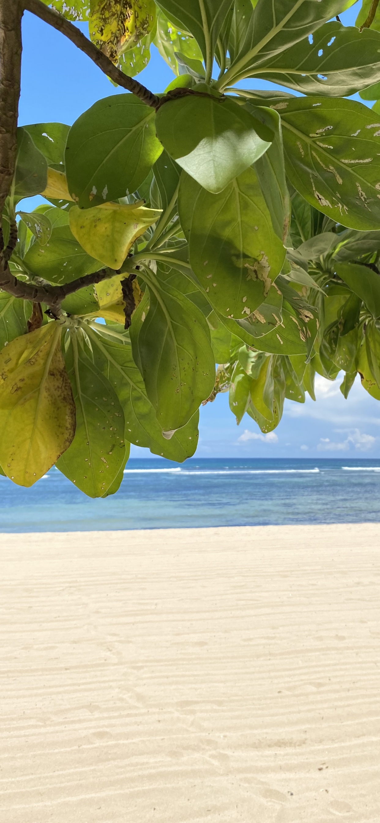 Leaf, Water, Shore, Fluid, Sand. Wallpaper in 1242x2688 Resolution