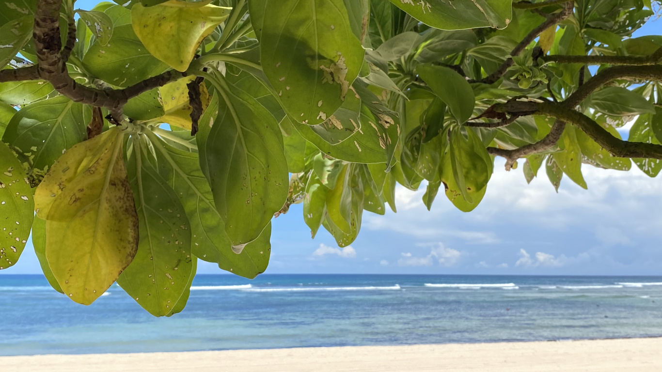 Leaf, Water, Shore, Fluid, Sand. Wallpaper in 1366x768 Resolution