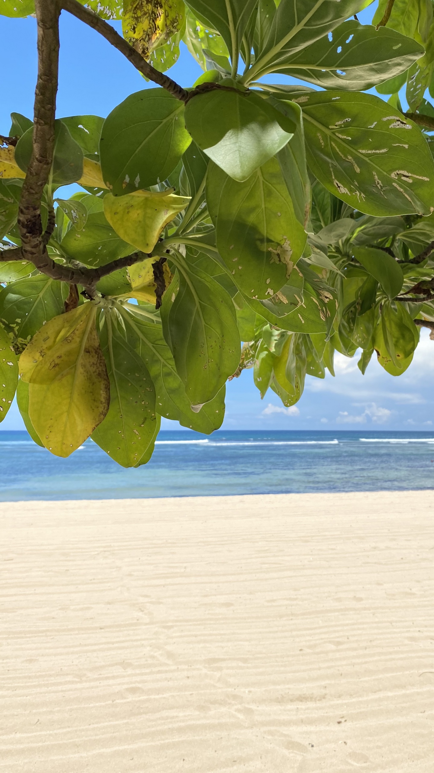 Leaf, Water, Shore, Fluid, Sand. Wallpaper in 1440x2560 Resolution