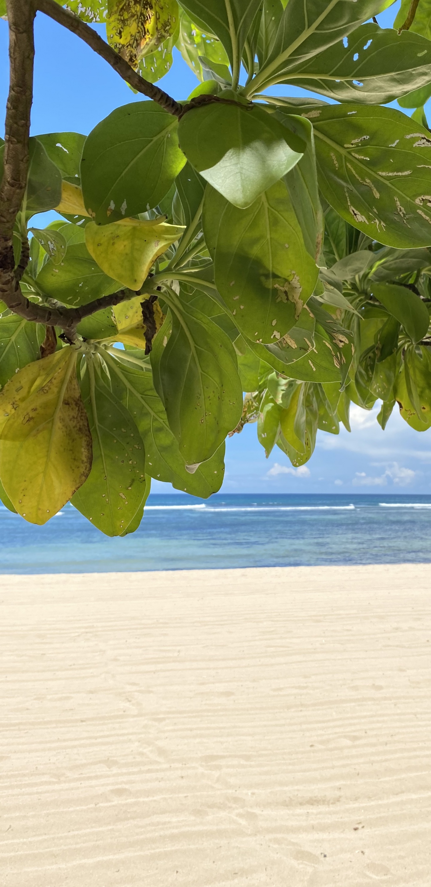 Leaf, Water, Shore, Fluid, Sand. Wallpaper in 1440x2960 Resolution