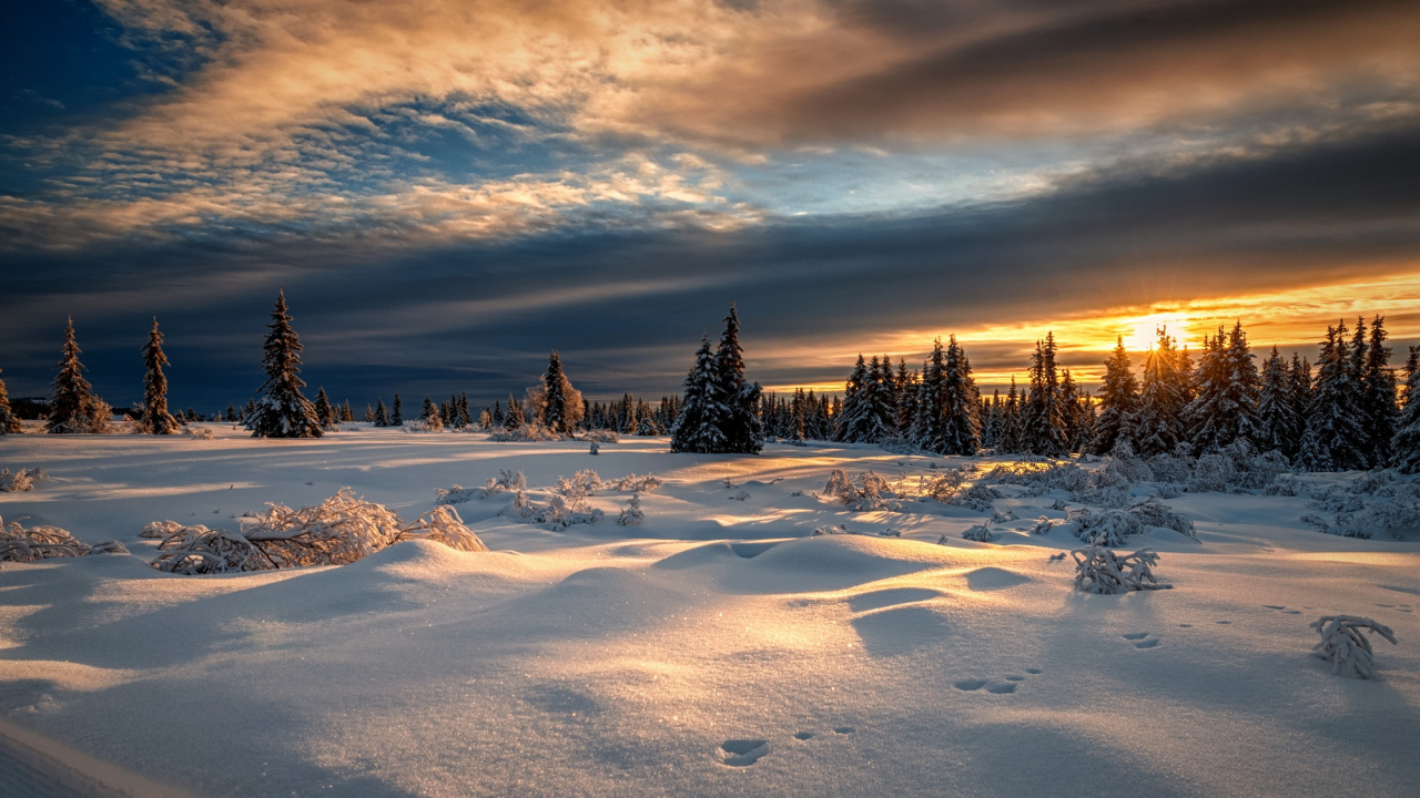 Champ Couvert de Neige Avec Des Arbres Sous Ciel Bleu et Nuages Blancs Pendant la Journée. Wallpaper in 1280x720 Resolution