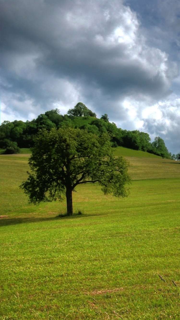 Champ D'herbe Verte Avec Des Arbres Sous Des Nuages Blancs et un Ciel Bleu Pendant la Journée. Wallpaper in 750x1334 Resolution