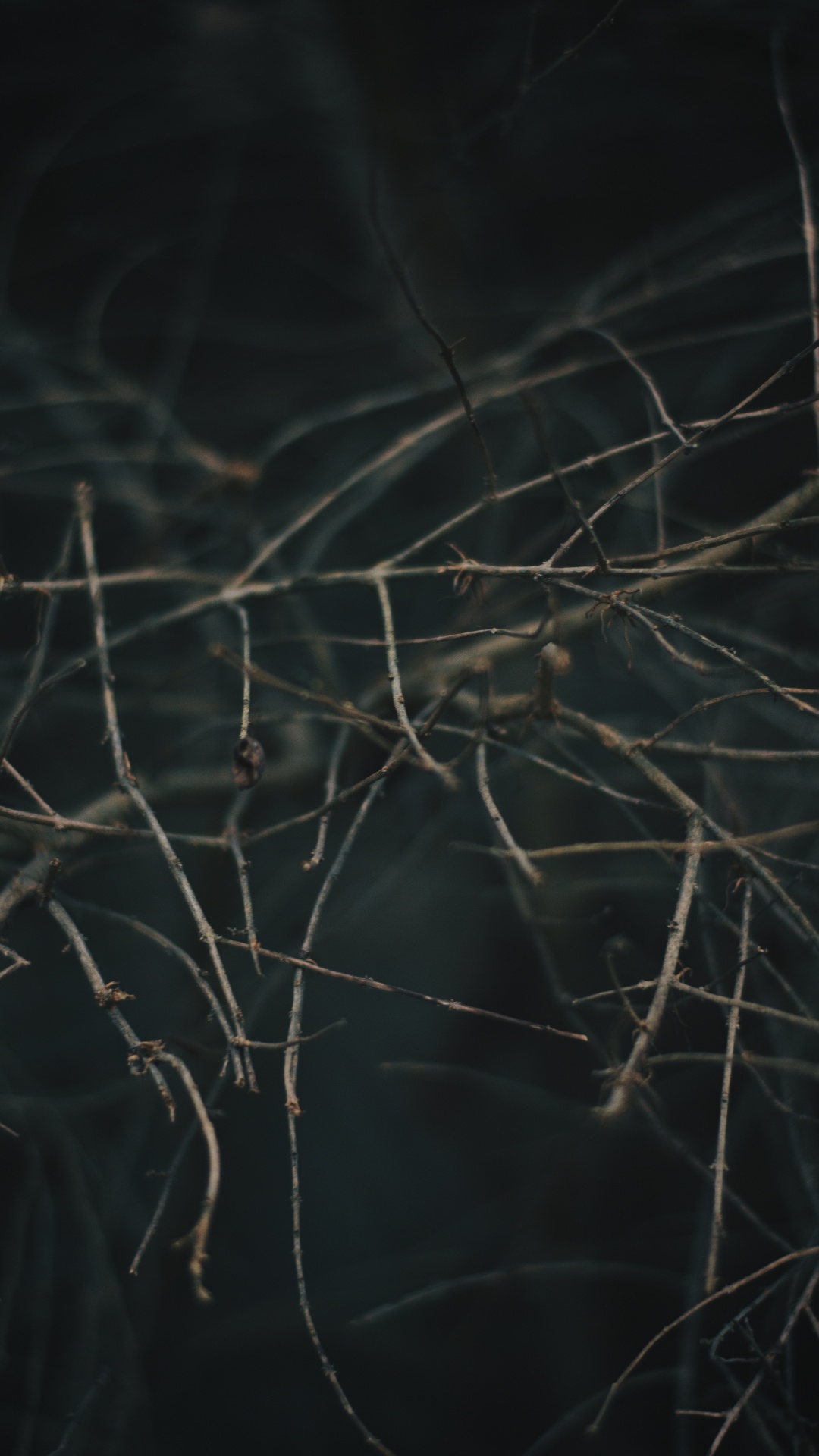 Branch, Baum, Zweig, Himmel, Tierwelt. Wallpaper in 1080x1920 Resolution